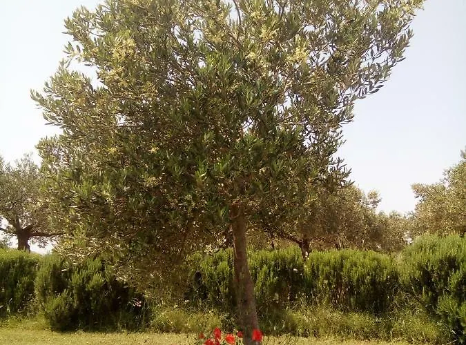 Curica Doma לינה וארוחת בוקר Donje Polje